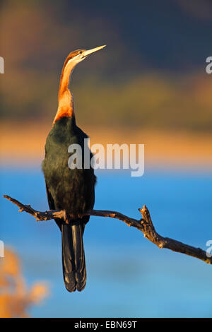 Dard d'Afrique Anhinga rufa), (assis sur une branche, Afrique du Sud, le Parc National de Pilanesberg Banque D'Images