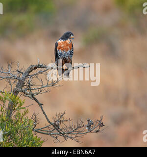 Jackal buzzard, de bon augure (Buteo rufofuscus) Buzzard, assis sur un arbre, Afrique du Sud, Ithala Game Reserve Banque D'Images