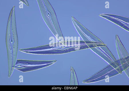 Pleurosigma angulatum (diatomées), diatomées en contraste d'interférence différentielle Banque D'Images