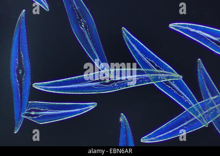 Pleurosigma angulatum (diatomées), diatomées dans la technologie Darkfield Banque D'Images