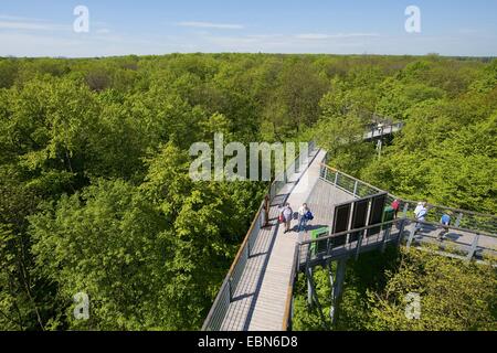 Vue d'accrobranche en forêt de printemps, l'Allemagne, le Parc National du Hainich Banque D'Images