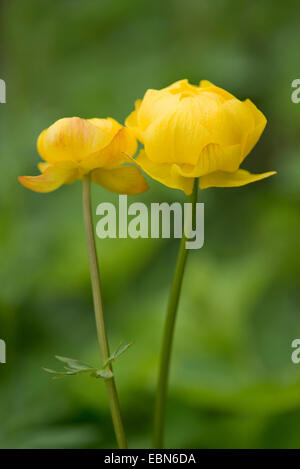 Globeflower (Trollius europaeus), fleurs, Allemagne Banque D'Images