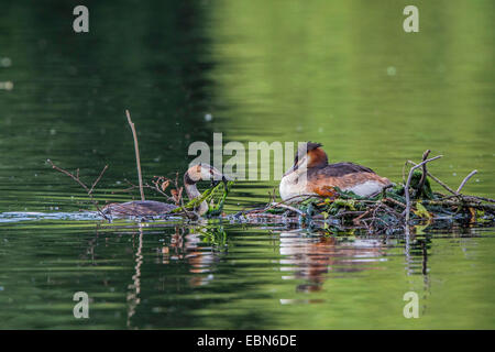 Grèbe huppé (Podiceps cristatus), ce qui porte le matériel du nid au nid avec mate de reproduction, l'Allemagne, la Bavière Banque D'Images