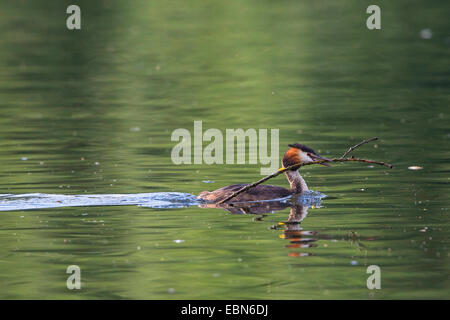 Grèbe huppé (Podiceps cristatus), avec le matériel du nid, l'Allemagne, la Bavière Banque D'Images