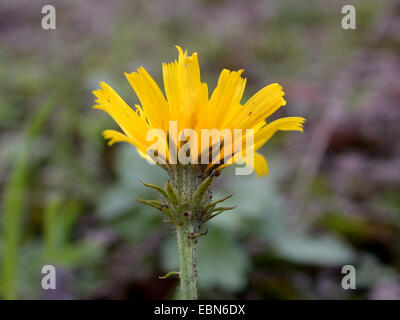 L'épervière Picris hieracioides (oxtongue), inflorescence, Allemagne Banque D'Images