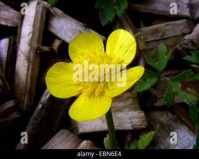 La renoncule rampante (Ranunculus repens), fleur, Allemagne Banque D'Images