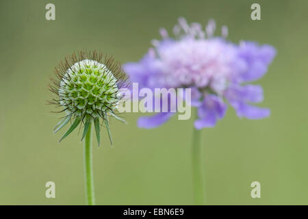 Petit scabious, moindre scabious (Scabiosa columbaria), séché et la floraison, Allemagne Banque D'Images