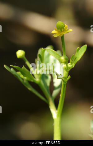 Renoncule, blister à feuilles de céleri, la renoncule à feuilles de céleri, Crowfoot Crowfoot (Ranunculus sceleratus), blooming, Allemagne Banque D'Images