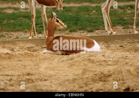Gazelle de Mhorr (Gazella dama mhorr), jeune animal dans le zoo Banque D'Images