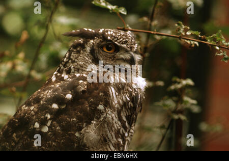 Spotted Eagle owl (Bubo africanus), assis sur une branche Banque D'Images