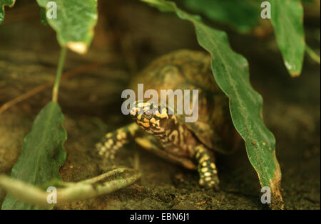 Tortue tabatière, common box turtle (Terrapene carolina carolina), portrait Banque D'Images
