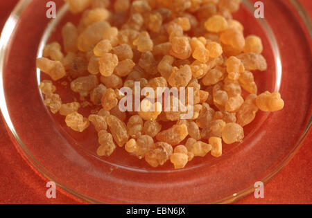 L'encens (Boswellia sacra), la sève des arbres séchés Banque D'Images