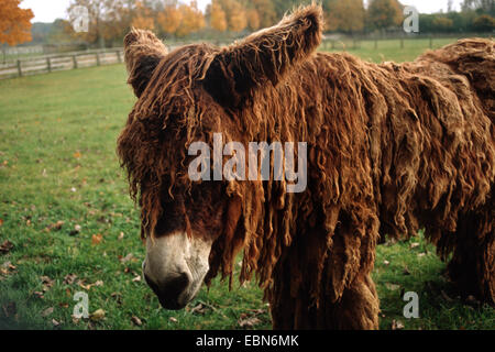 Le Baudet du Poitou (Equus asinus asinus), Standing in meadow Banque D'Images