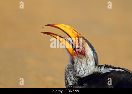 Calao à bec jaune (Tockus leucomelas), manger un insecte, portrait du chef, Afrique du Sud, le Parc National de Hluhluwe-Umfolozi Banque D'Images