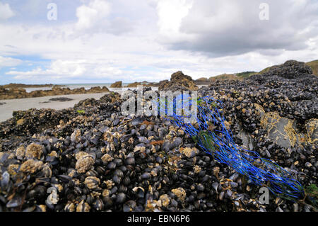 La moule bleue, bay mussel, Moule commune commune, la moule bleue (Mytilus edulis), filet plastique sur moulière, France, Bretagne Banque D'Images