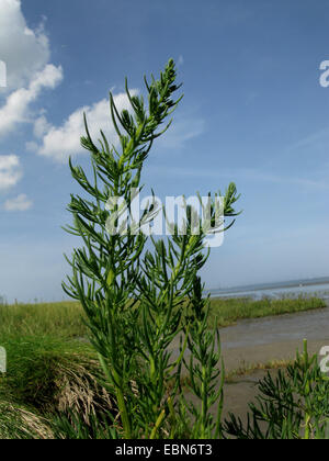 Seablite annuel annuel-blite, mer, mer-blite herbacées (Suaeda maritima), qui fleurit dans la mer des Wadden, Allemagne, Bielefeld, de Basse-saxe mer des Wadden Parc National Banque D'Images