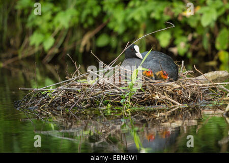 Black Foulque macroule (Fulica atra), avec les poussins dans le nid, l'Allemagne, la Bavière Banque D'Images