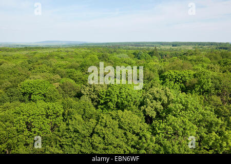 Vue sur la cime des arbres de la Canopy Walkway, Allemagne, Parc national du Hainich Banque D'Images