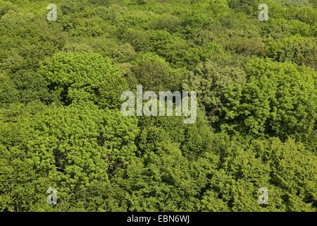 Vue sur la cime des arbres de la Canopy Walkway, Allemagne, Parc national du Hainich Banque D'Images