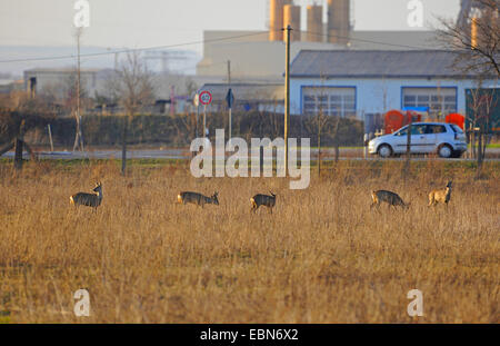 Le chevreuil (Capreolus capreolus), plusieurs cerfs sur une zone en friche dans un parc d'entreprises, Allemagne Banque D'Images