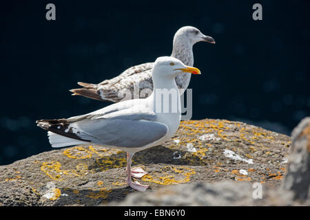 Goéland argenté (Larus argentatus), l'Irlande, adultes et subadultes, chef Downpatrik Banque D'Images