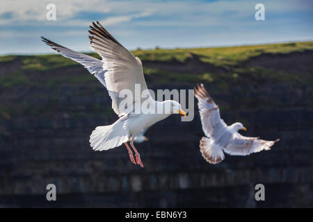 Goéland argenté (Larus argentatus), un vol en face de côte escarpée, l'Irlande, tête d'Downpatrik Banque D'Images