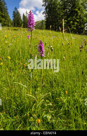 Orchidée parfumée (Gymnadenia conopsea), la floraison de prairie alpine, l'Autriche, le Tyrol Banque D'Images