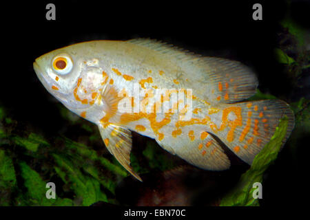 Oscar, Oscar's cichlid, velours cichlid (Astronotus ocellatus), race albino Banque D'Images