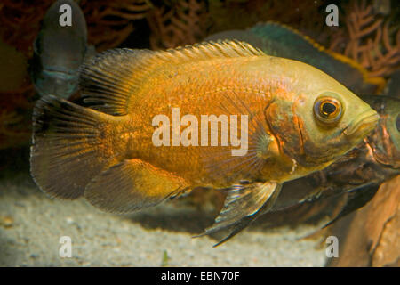 Oscar, Oscar's cichlid, velours cichlid (Astronotus ocellatus), race red Banque D'Images