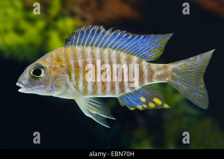 Le nord de l'Midnight-Aulonocara (Aulonocara ethelwynnae), natation Banque D'Images