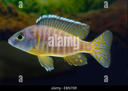 Blue-Gold Aulonocara, jaune (Aulonocara korneliae Aulonocara King), natation Banque D'Images