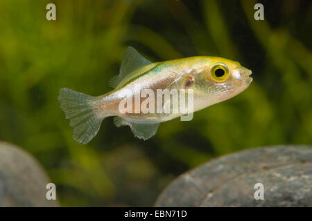 Greenbottle poisson-globe (Auriglobus nefastus), natation Banque D'Images