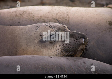 Éléphant de mer du Nord (Mirounga angustirostris), juvenil, Mexique, Basse Californie, Islas San Benito Banque D'Images