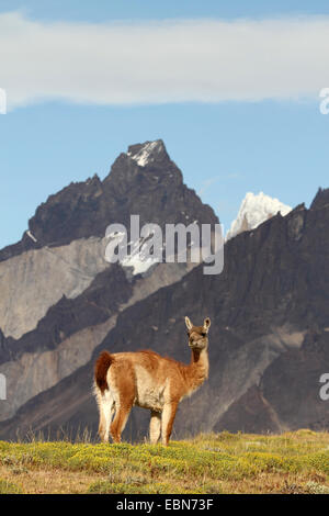 Guanaco (Lama guanicoe), en face de montagne en toile de fond, le Chili, l'Ultima Esperanza, Parc National Torres del Paine Banque D'Images