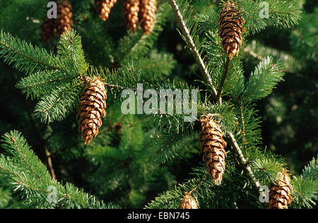 Sapin de Douglas (Pseudotsuga menziesii), de la direction générale avec les cônes Banque D'Images