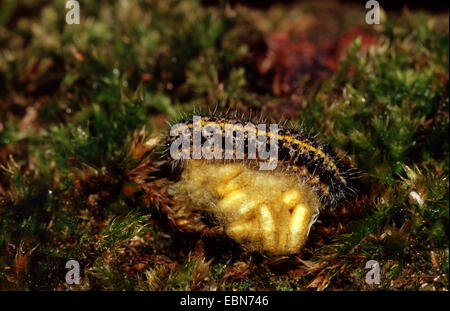 Large White (Pieris brassicae), parasite de Caterpillar, Allemagne Banque D'Images