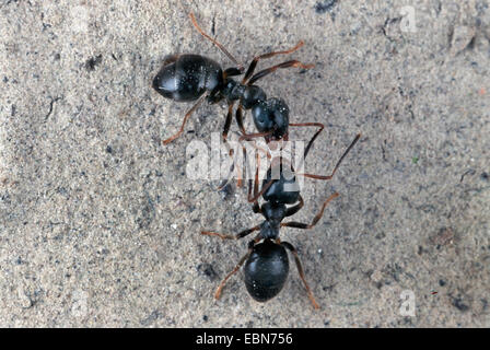 Black ant, fourmi noire, jardin commun (Lasius niger) ant, sur un mur Banque D'Images