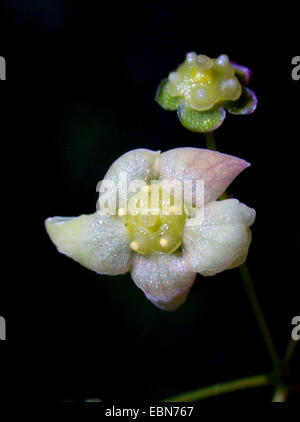 Arbre généalogique dangle Dingle (Euonymus planipes), fleur Banque D'Images