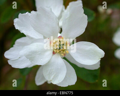 Perle commun Bush (Exochorda racemosa), fleur Banque D'Images