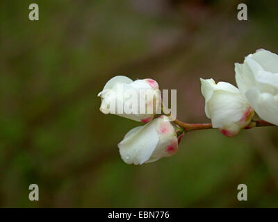 Perle commun Bush (Exochorda racemosa), les bourgeons d'ouverture Banque D'Images