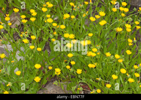 Domaine marigold (Calendula arvensis), la floraison, Allemagne Banque D'Images