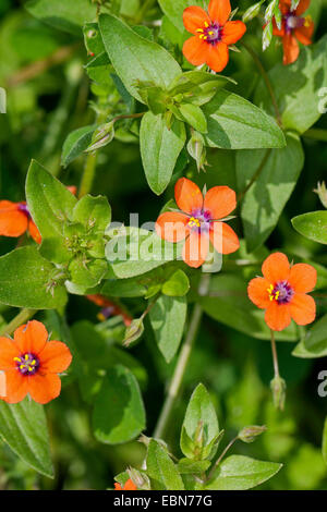 Mouron rouge, mouron rouge commun du pauvre, Anagallis arvensis (weatherglass), blooming, Allemagne Banque D'Images