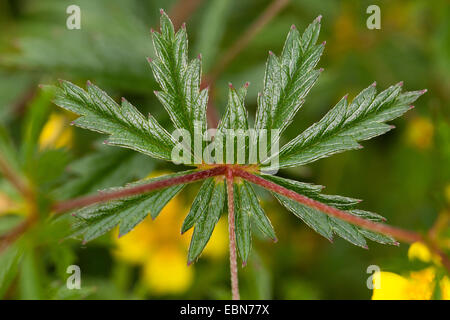 Tormentille commune, Blootroot, Shepherd's Knot (Potentilla erecta), feuille, Allemagne Banque D'Images