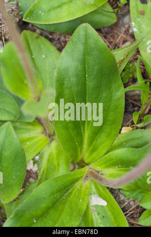 European Arnica (Arnica montana), feuilles, Allemagne Banque D'Images