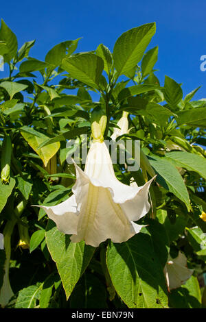 Arbre à trompettes de l'ange (spéc., Datura Brugmansia spec.), blooming Banque D'Images