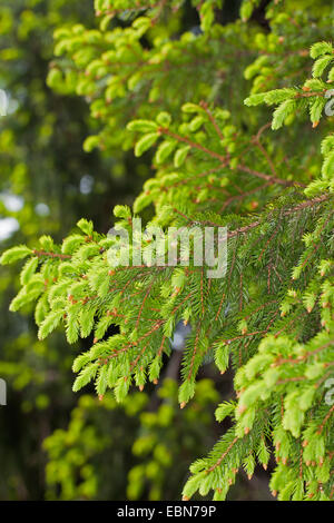 L'épinette de Norvège (Picea abies), des fusillades, Allemagne Banque D'Images