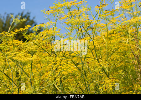 Fenouil doux (Anethum foeniculum Foeniculum vulgare,), blooming Banque D'Images