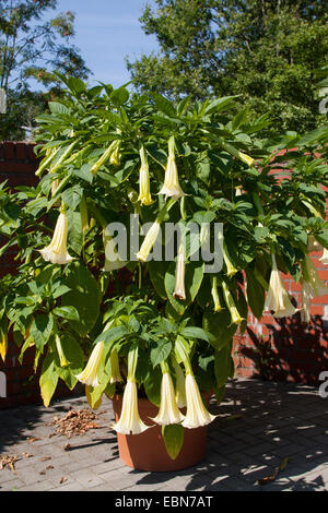 Arbre à trompettes de l'ange (spéc., Datura Brugmansia spec.), blooming Banque D'Images