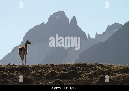 Guanaco (Lama guanicoe), en face de montagne en toile de fond, le Chili, l'Ultima Esperanza, Parc National Torres del Paine Banque D'Images