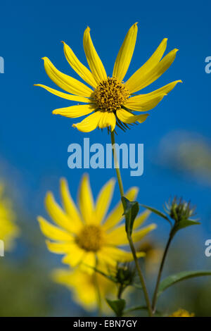 Tall tournesol (Helianthus giganteus), blooming Banque D'Images